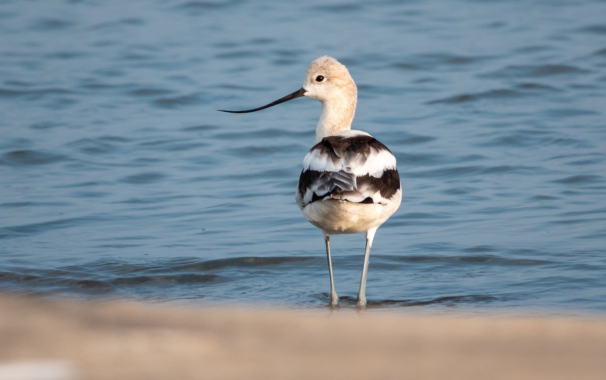 American Avocet - Gale VerHague
