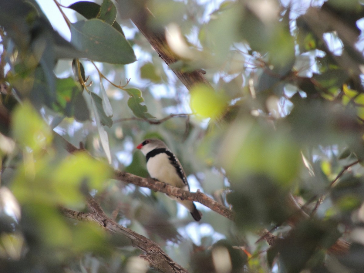 Diamond Firetail - George Vaughan