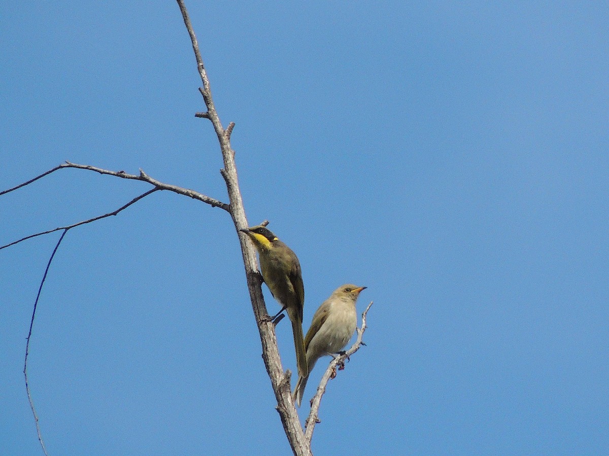 Yellow-tufted Honeyeater (Yellow-tufted) - ML601807101