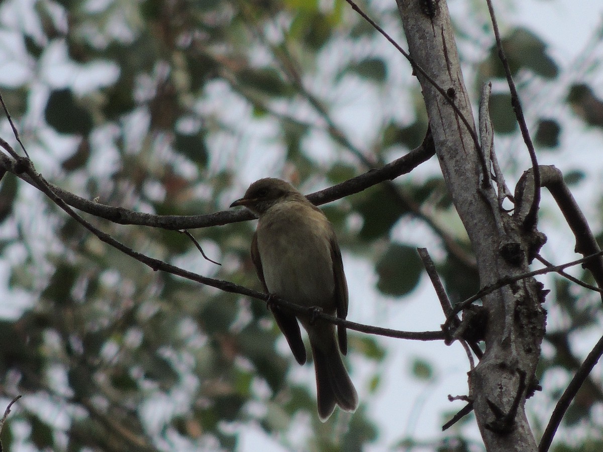 Fuscous Honeyeater - ML601807401