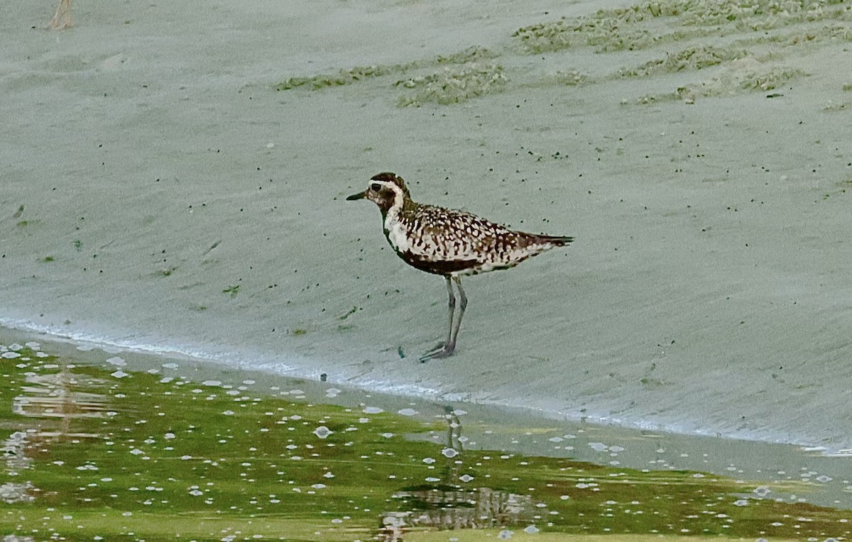 Pacific Golden-Plover - ML601807521