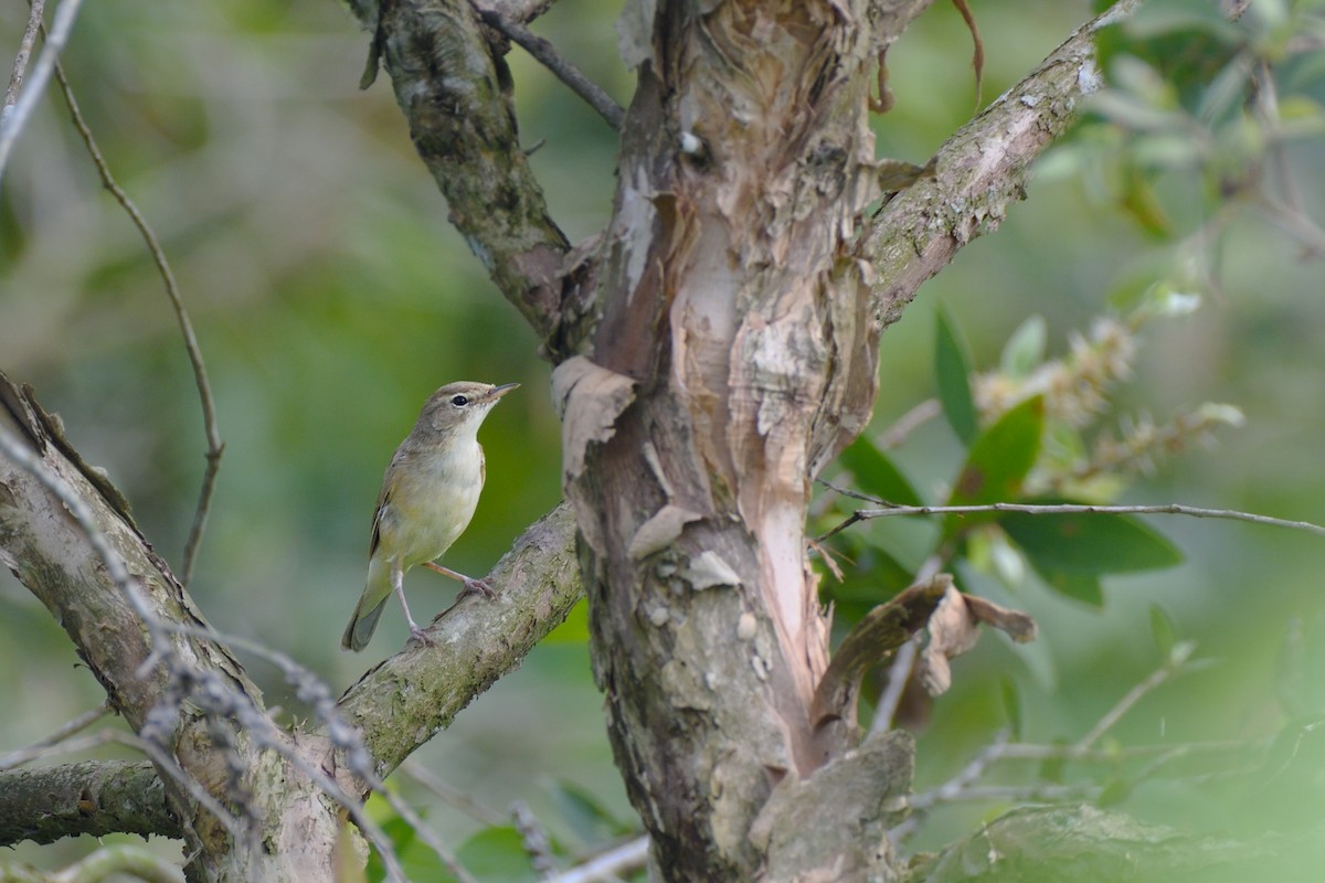 Booted Warbler - ML601808691
