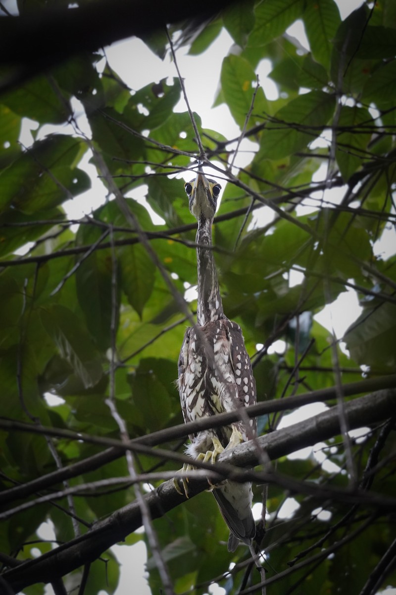 White-eared Night Heron - ML601809621