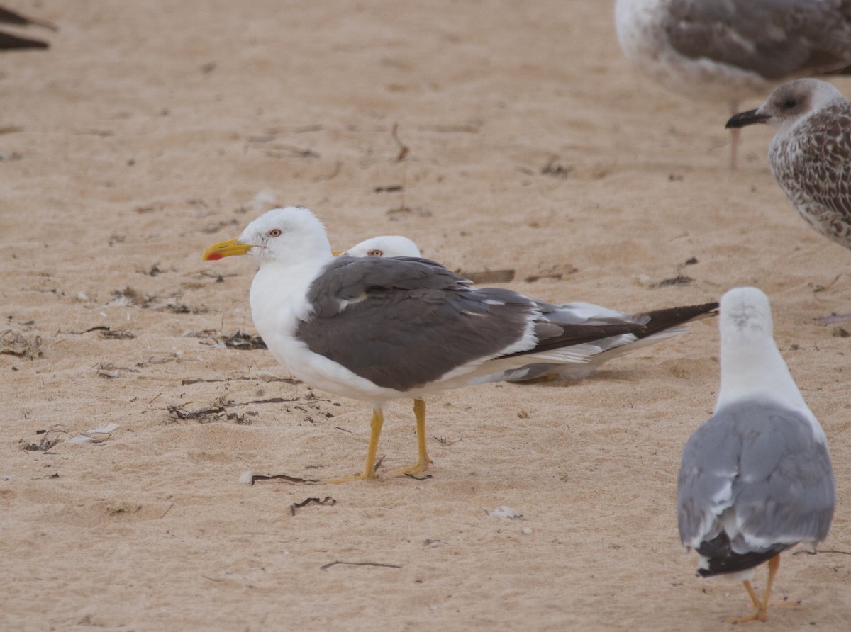 Lesser Black-backed Gull - ML601809781