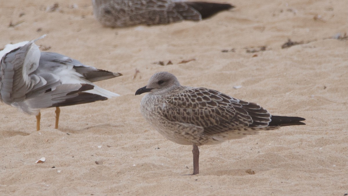 Lesser Black-backed Gull - ML601809791