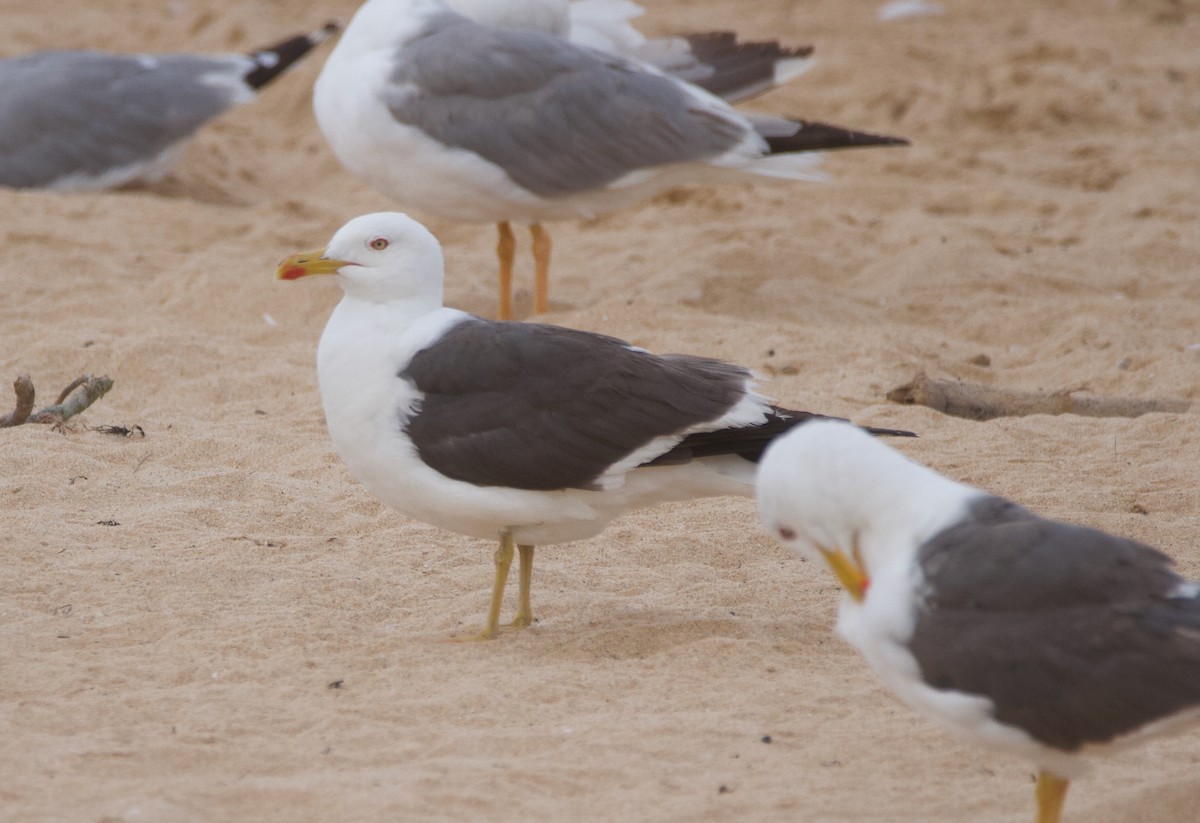 Lesser Black-backed Gull - ML601809801