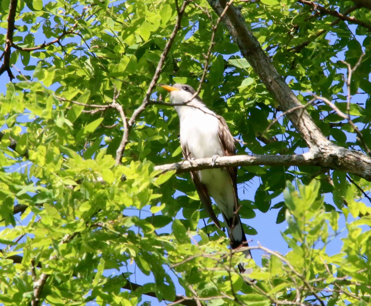 Yellow-billed Cuckoo - ML60181011