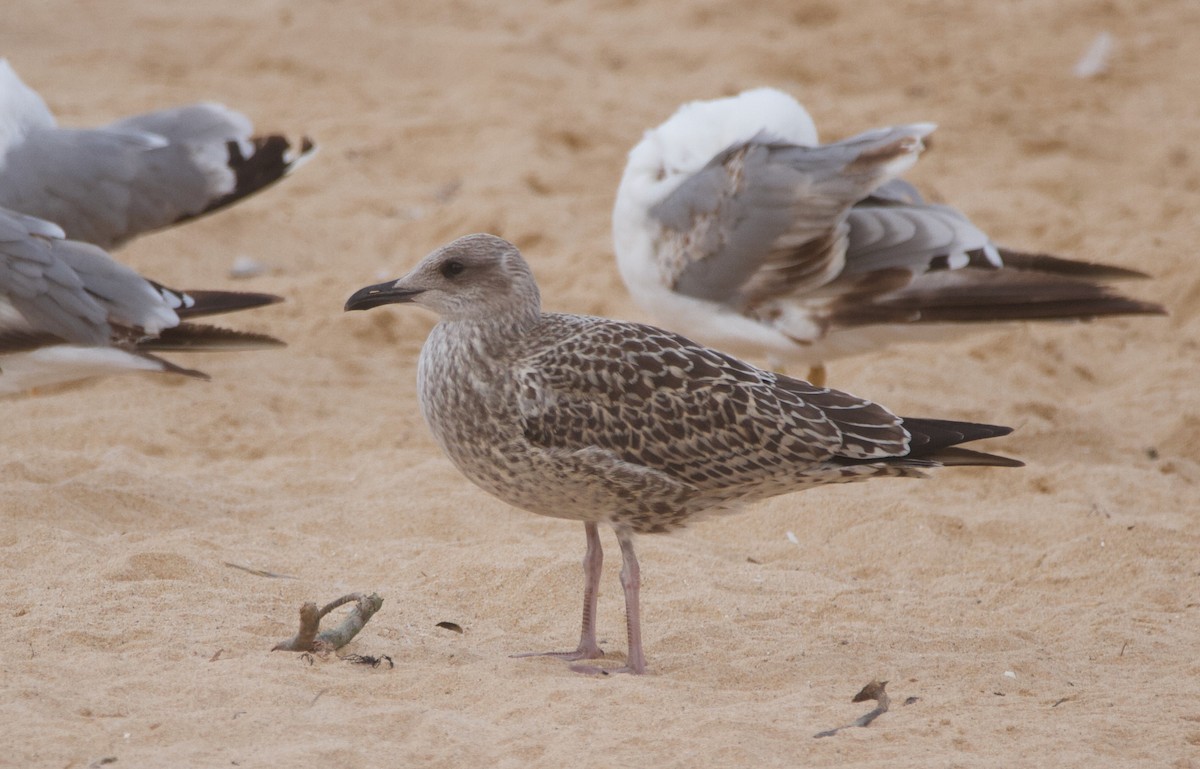 Lesser Black-backed Gull - ML601810121