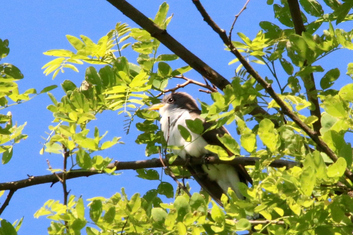 Yellow-billed Cuckoo - ML60181021