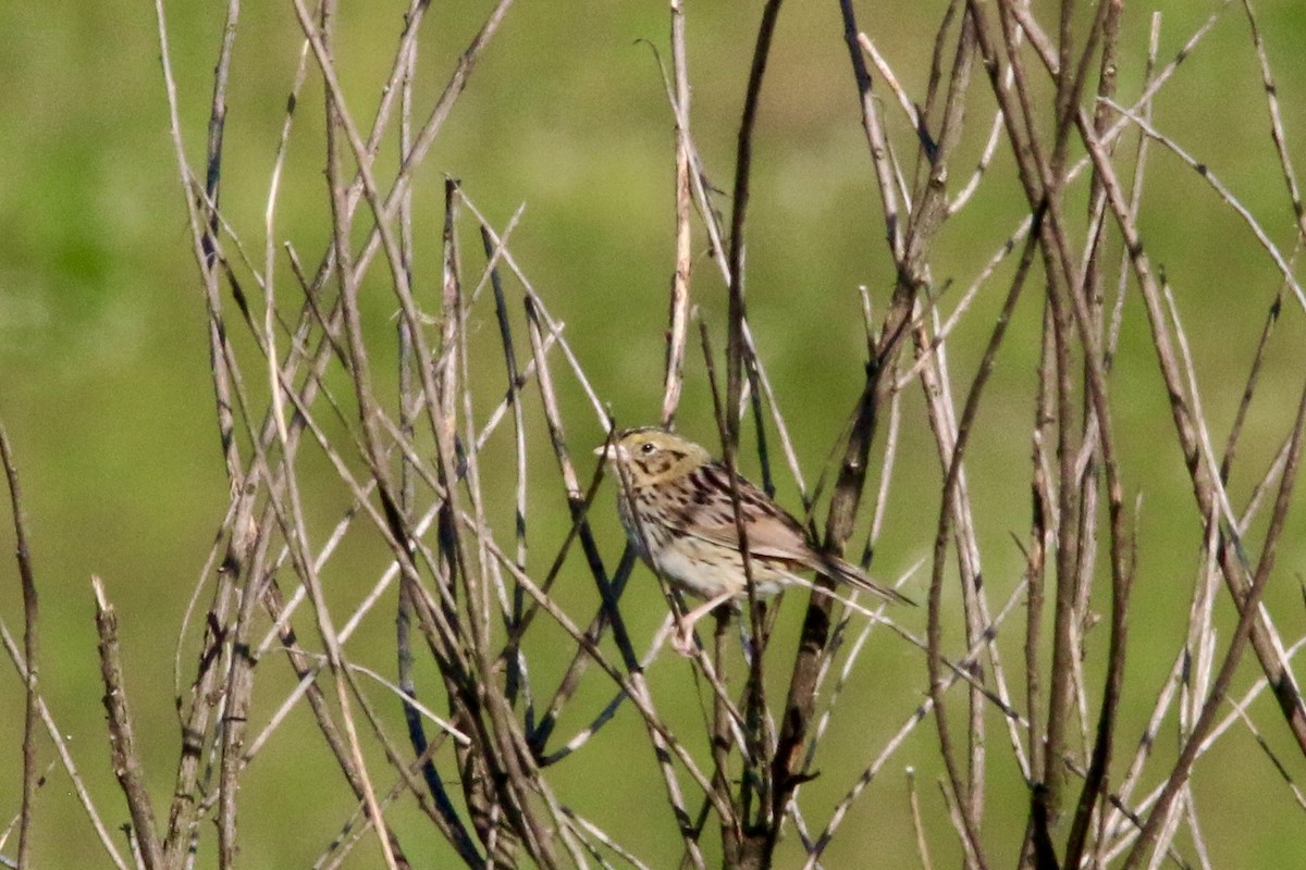 Henslow's Sparrow - ML60181041