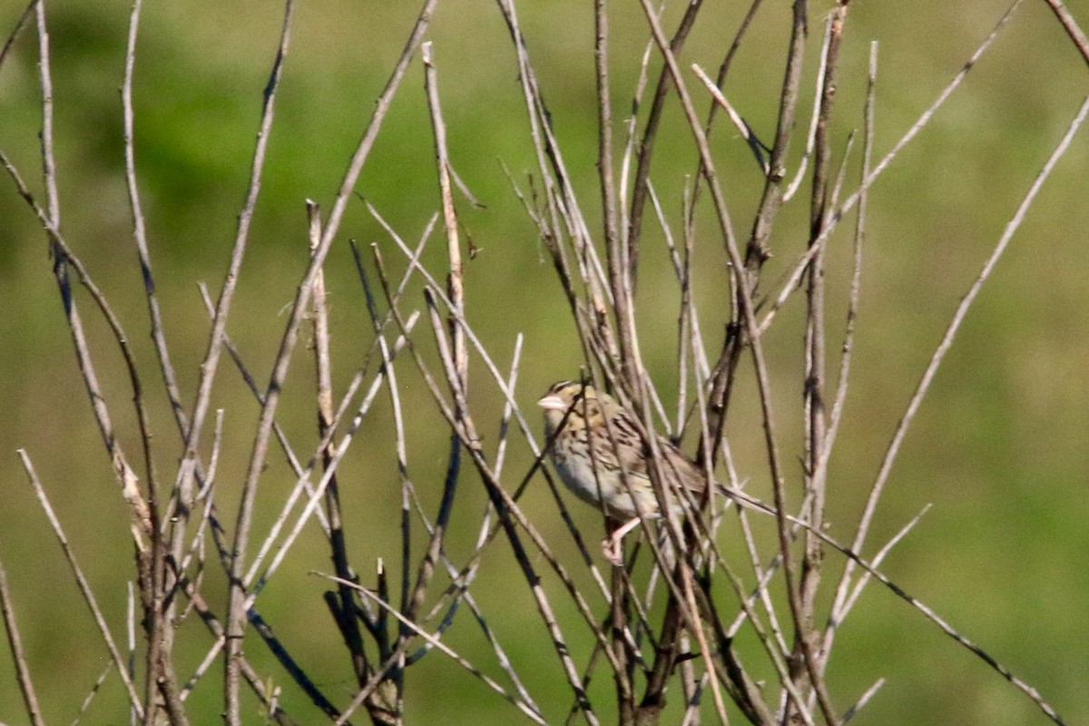 Henslow's Sparrow - Gustino Lanese