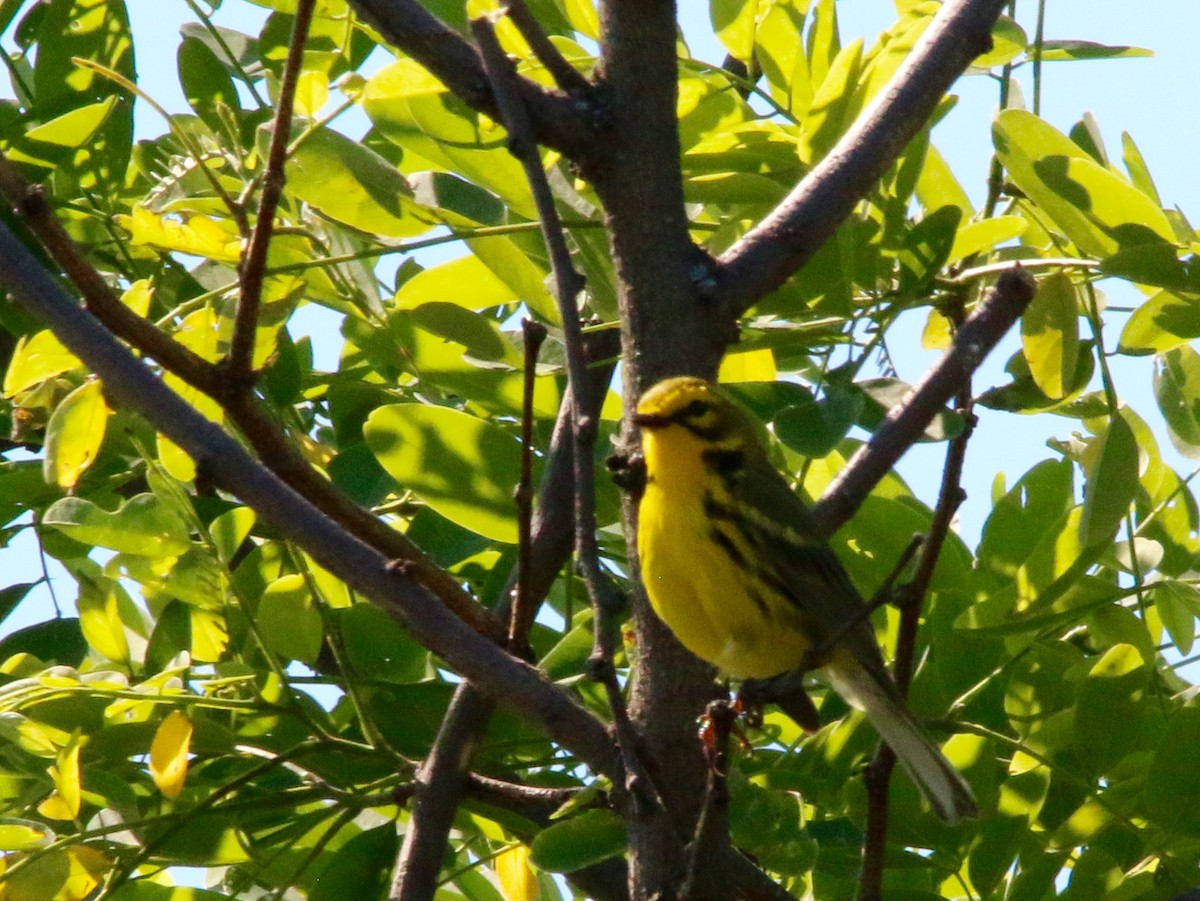 Prairie Warbler - Gustino Lanese