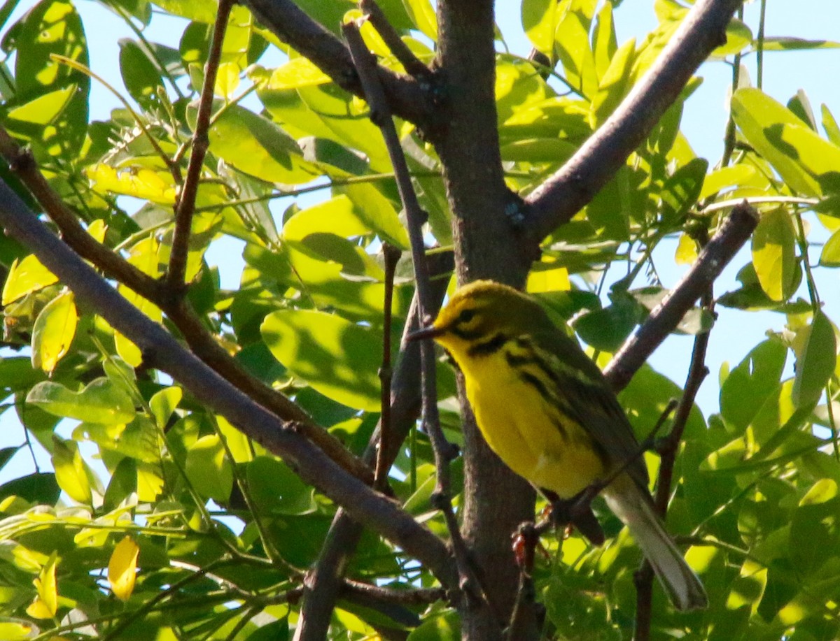 Prairie Warbler - ML60181111