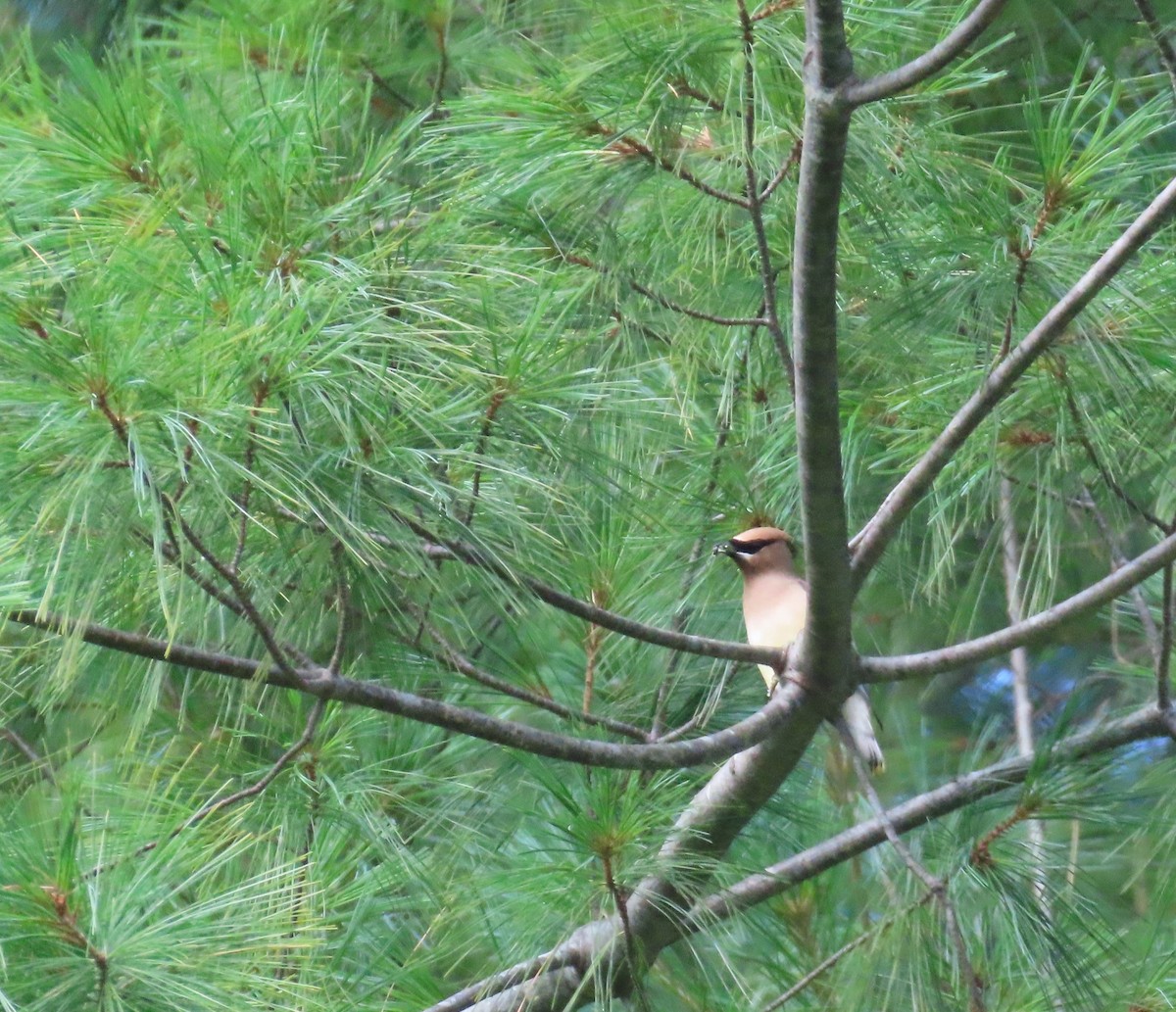 Cedar Waxwing - ML601811281
