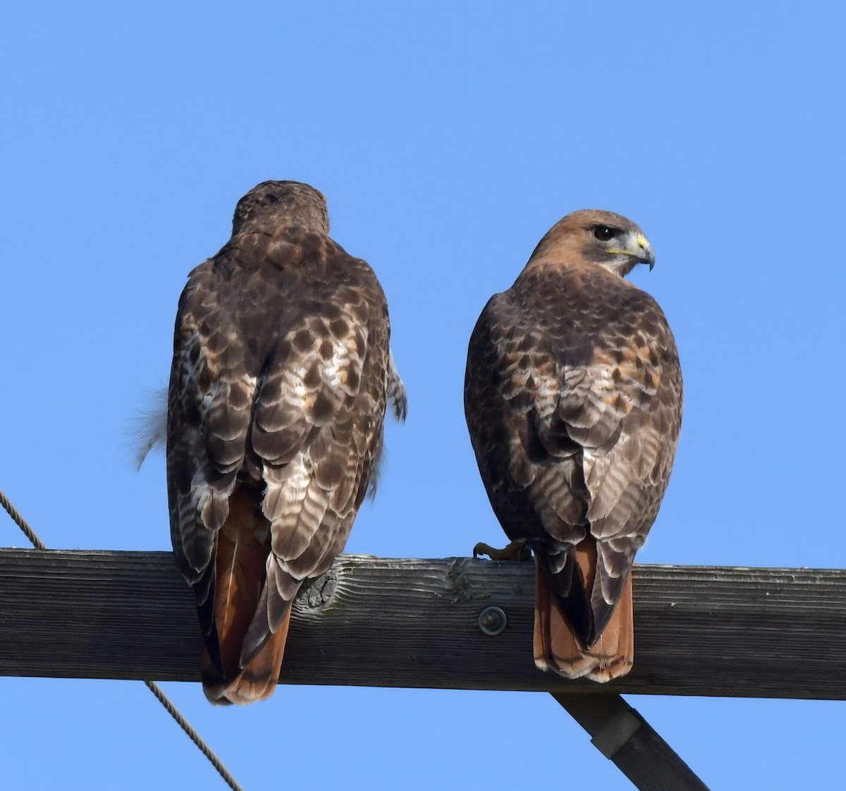 Red-tailed Hawk - ML601811321