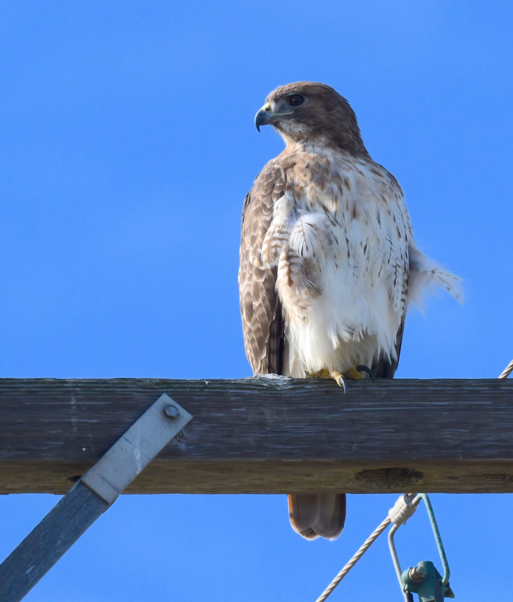 Red-tailed Hawk - ML601811331