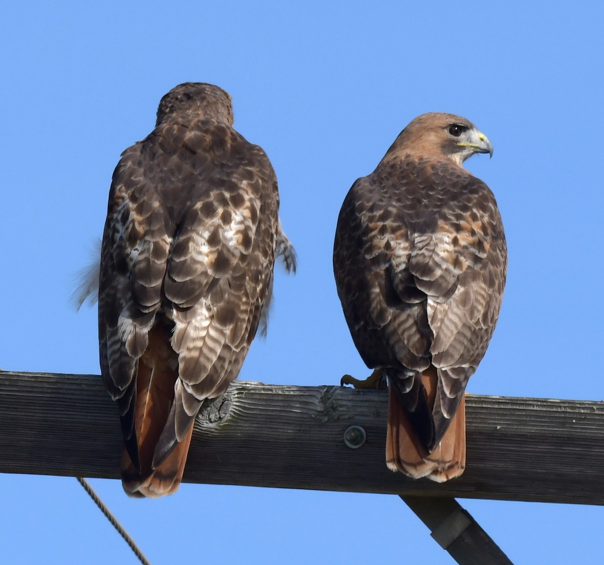 Red-tailed Hawk - ML601811351