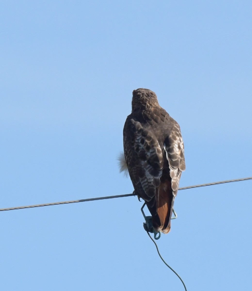 Red-tailed Hawk - ML601811411