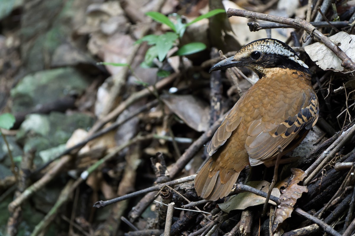 Eared Pitta - Sam Hambly