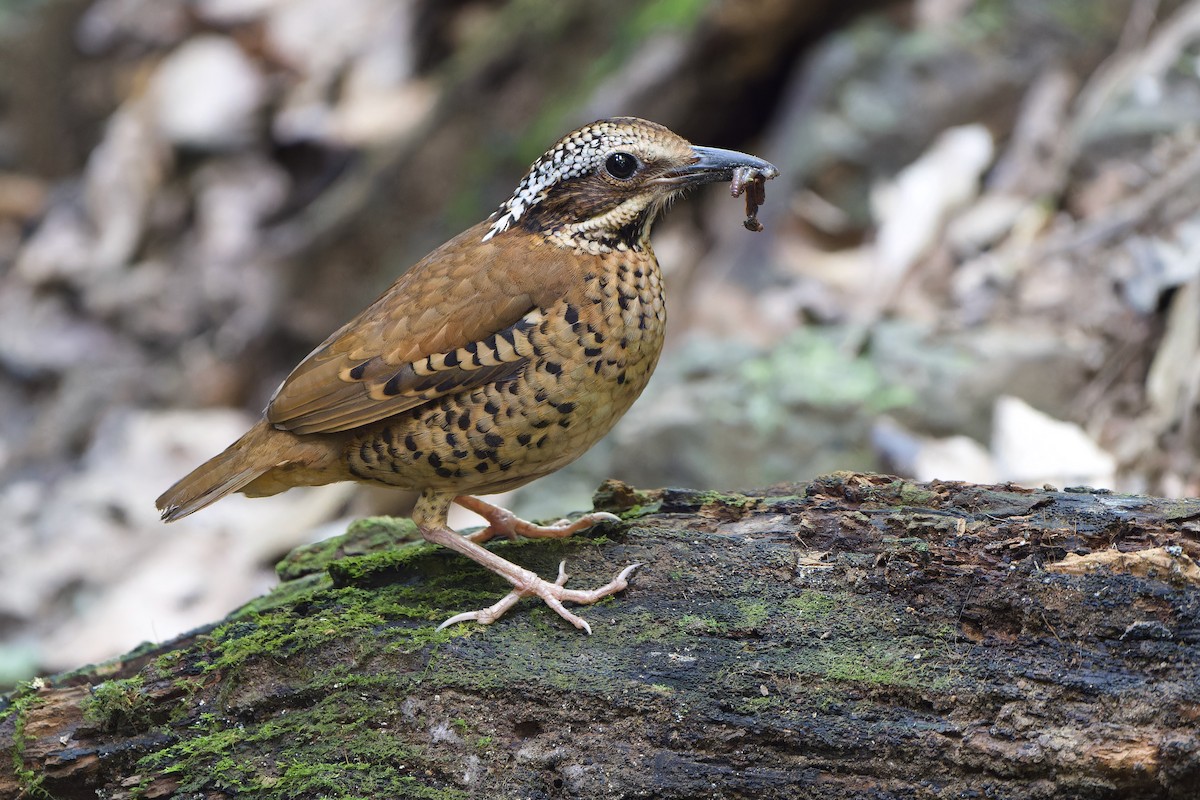 Eared Pitta - Sam Hambly