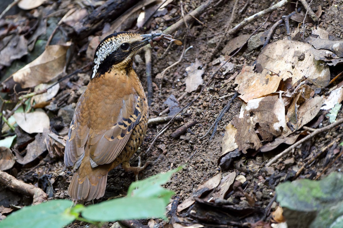 Eared Pitta - Sam Hambly