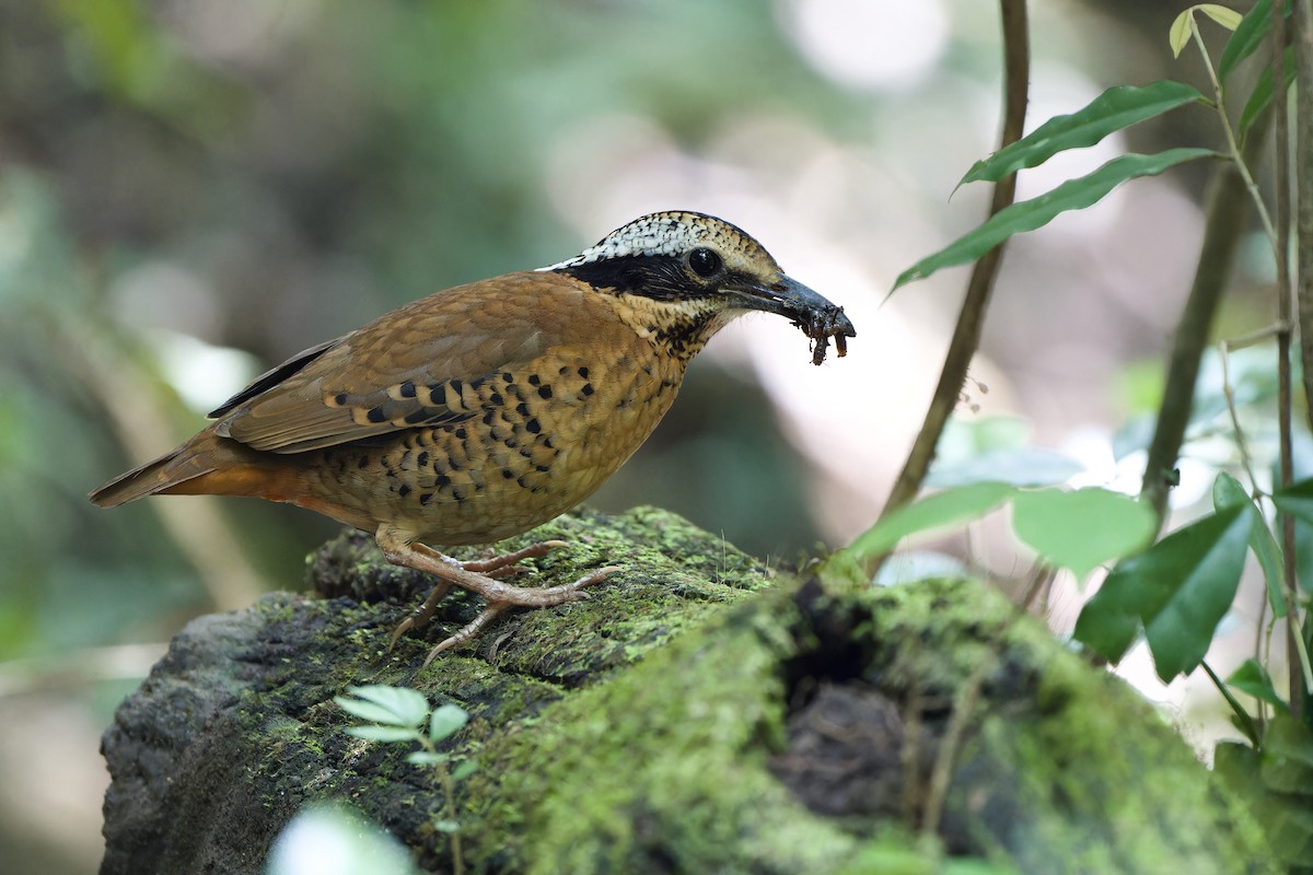 Eared Pitta - Sam Hambly