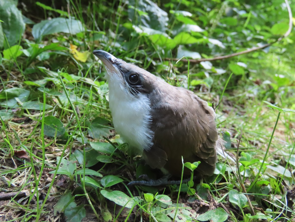 Yellow-billed Cuckoo - Steven Hopp