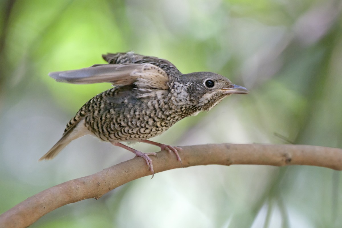 White-throated Rock-Thrush - ML601812861