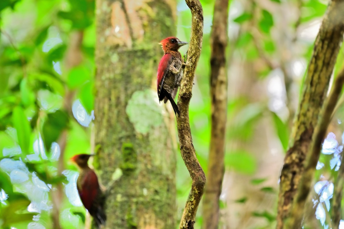 Banded Woodpecker - ML601814631