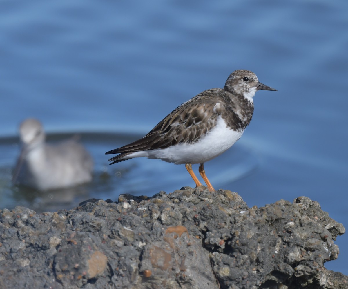 Ruddy Turnstone - ML601815481