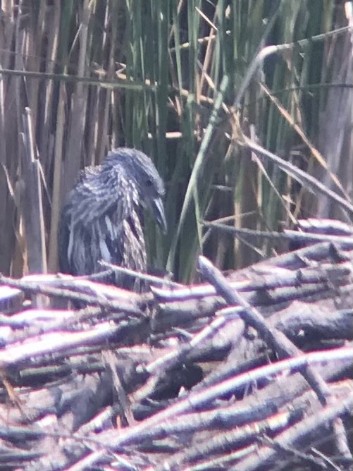 Yellow-crowned Night Heron - ML601815491