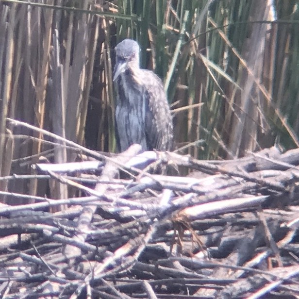 Yellow-crowned Night Heron - ML601815561