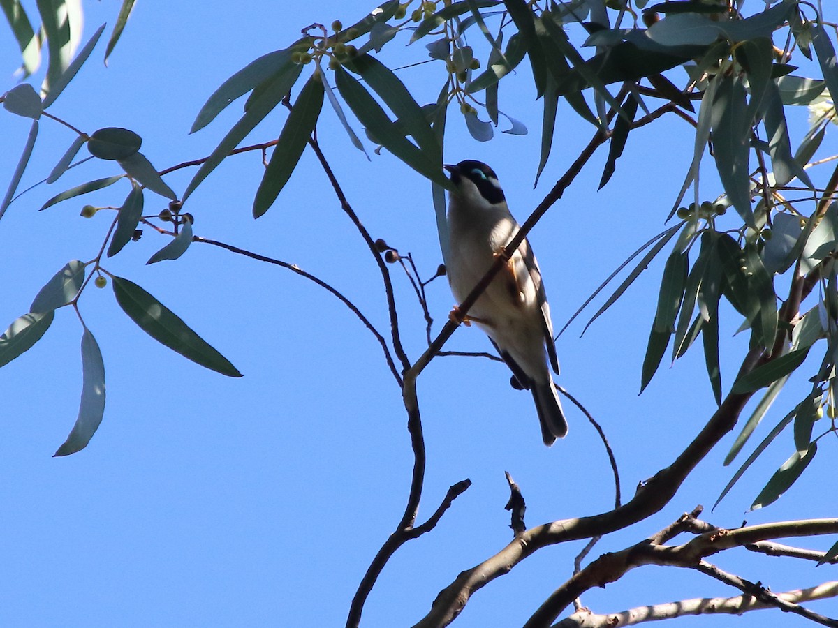 Black-chinned Honeyeater - ML60181611