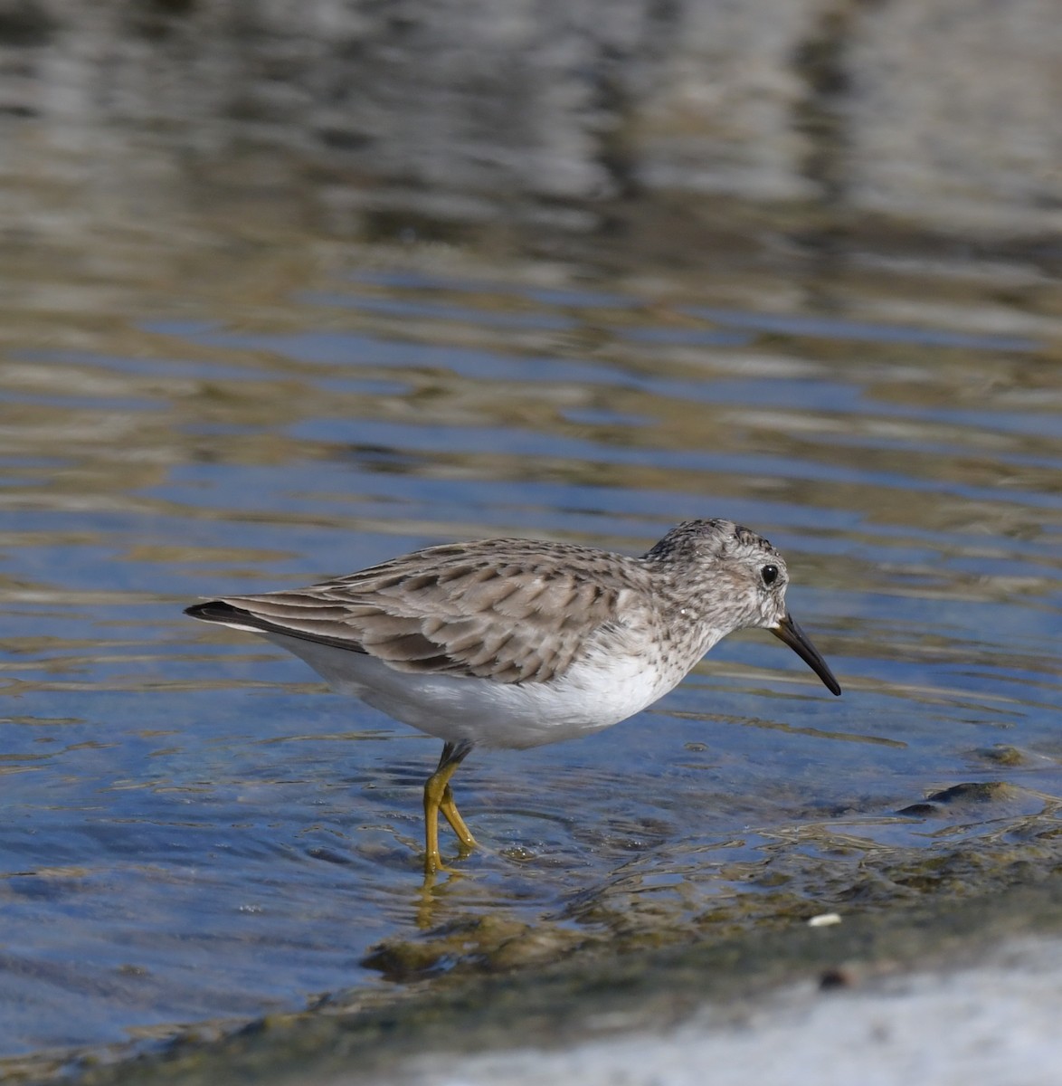 Least Sandpiper - ML601816111