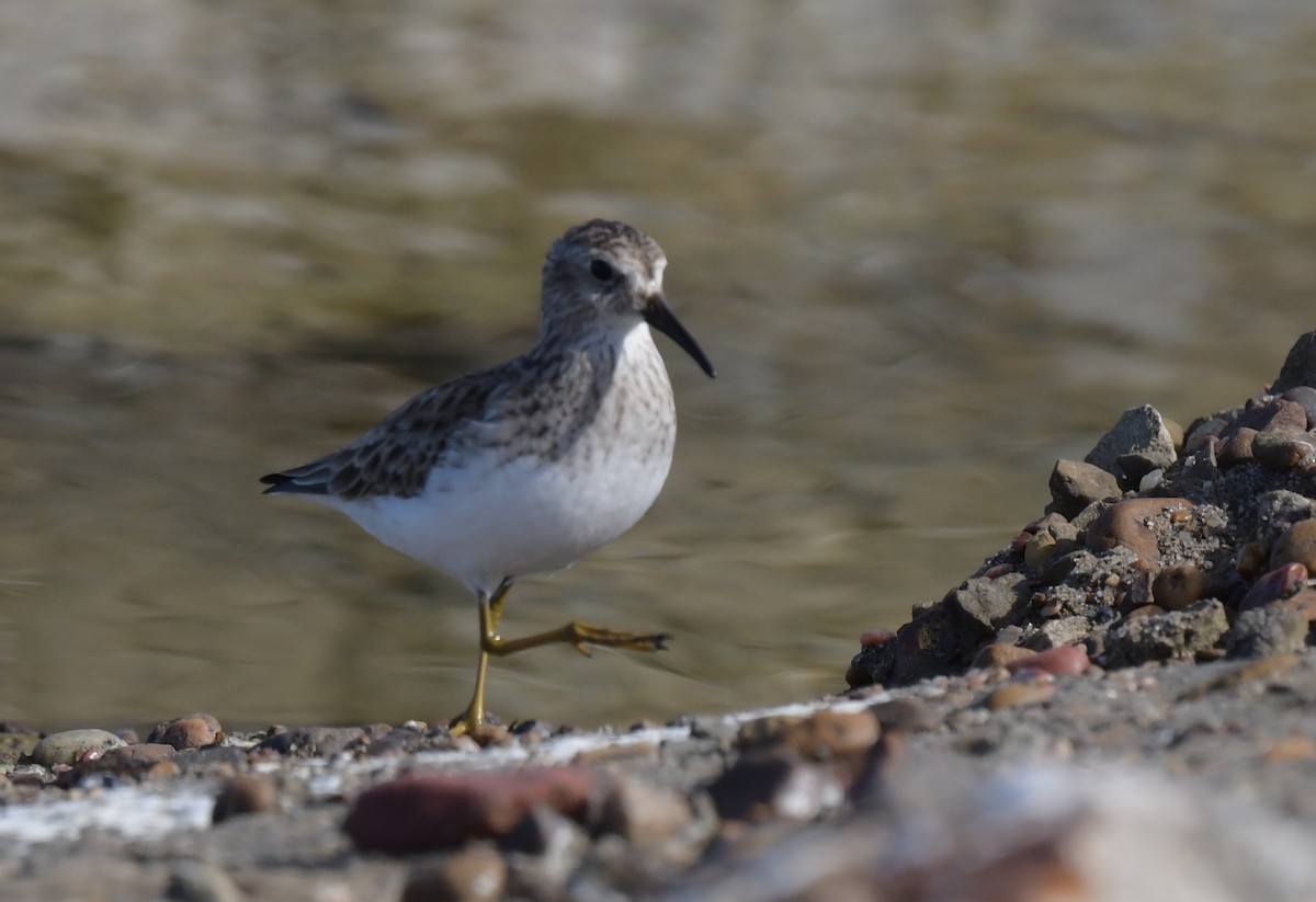 Least Sandpiper - ML601816161