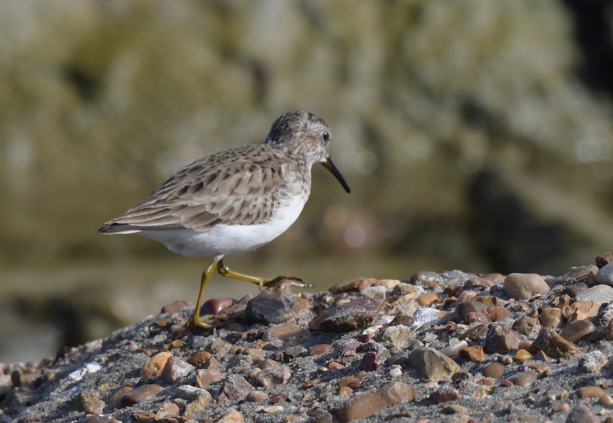 Least Sandpiper - ML601816201