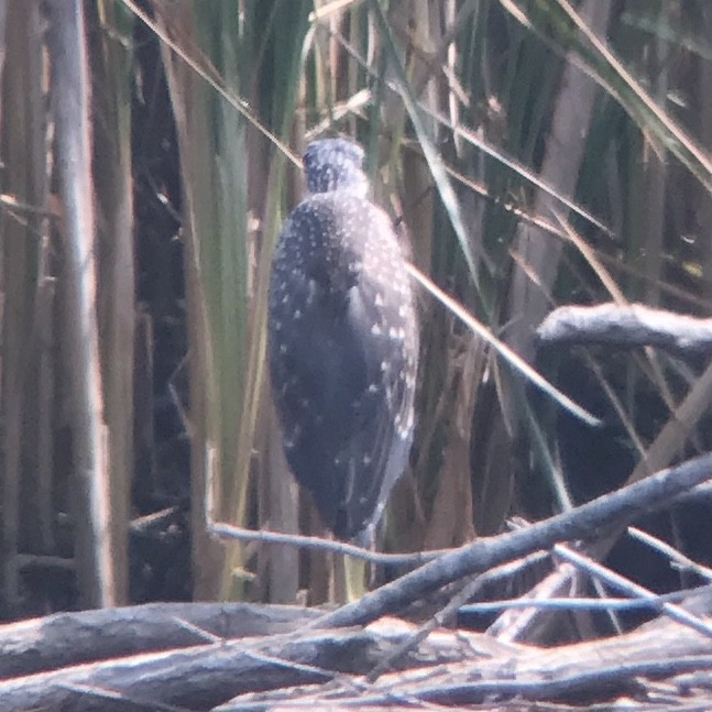 Yellow-crowned Night Heron - ML601816241