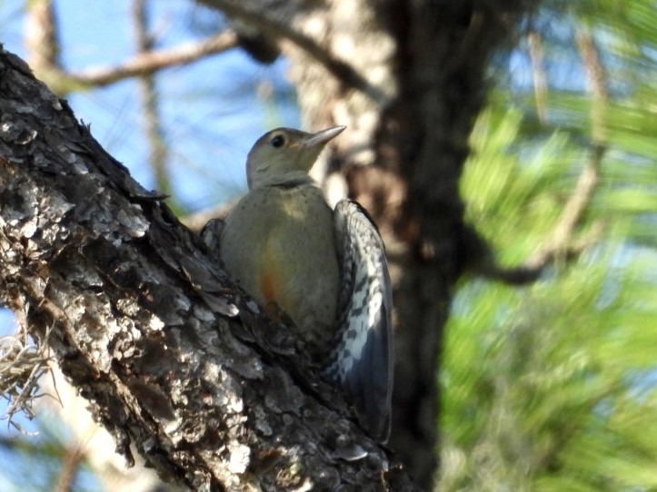 Red-bellied Woodpecker - ML601816711