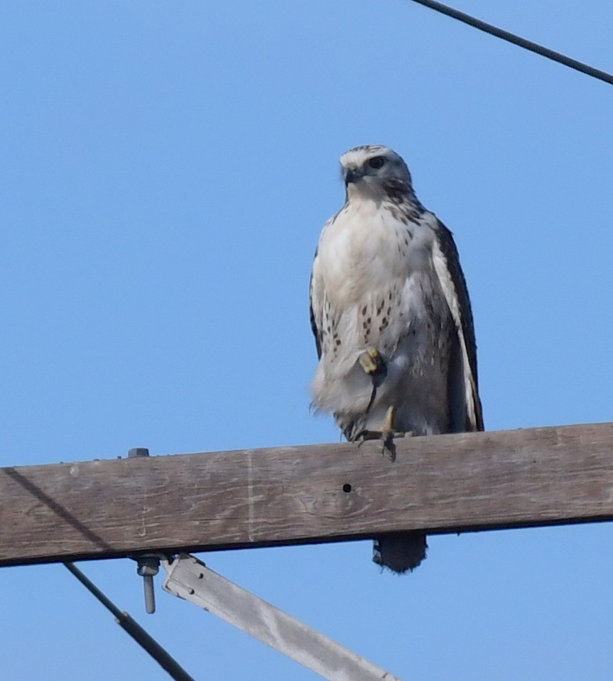 Red-tailed Hawk (Krider's) - ML601816931