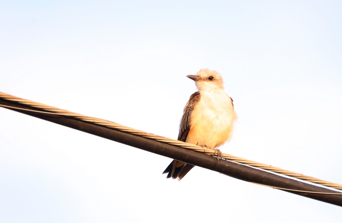 Scissor-tailed Flycatcher - ML601817511