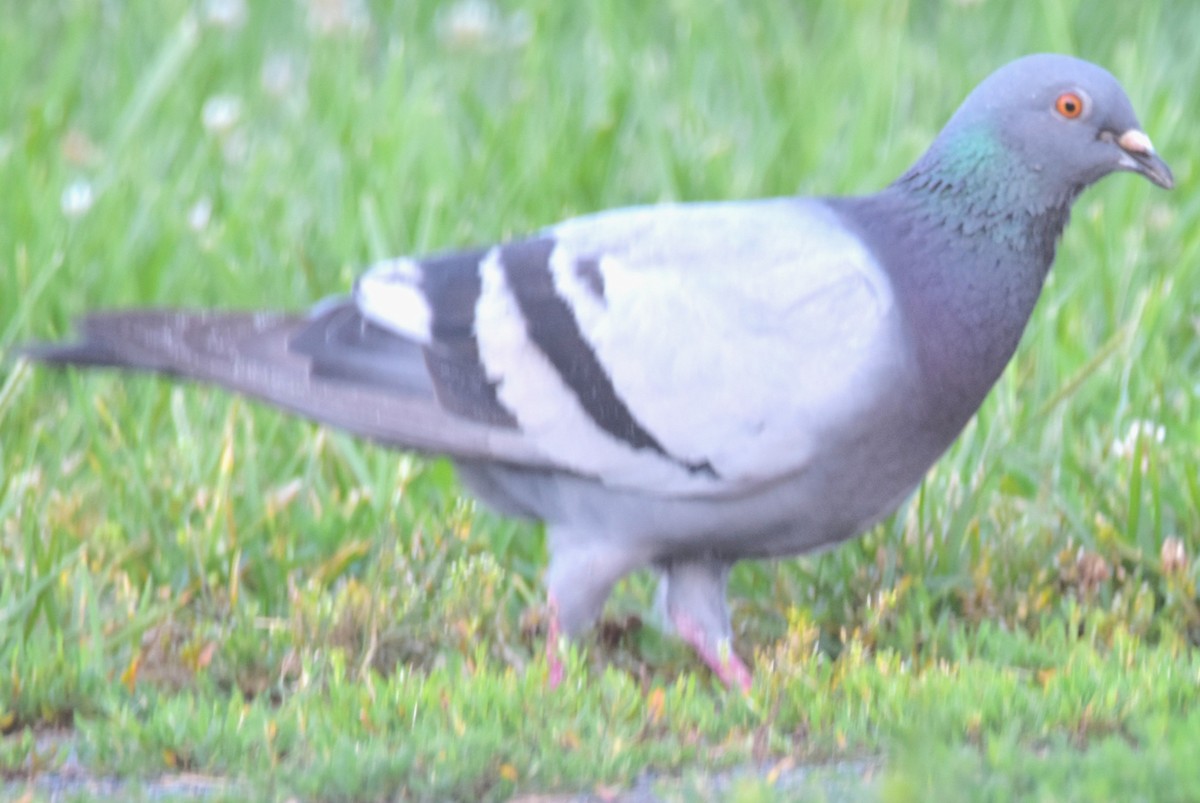 Rock Pigeon (Feral Pigeon) - ML601817821