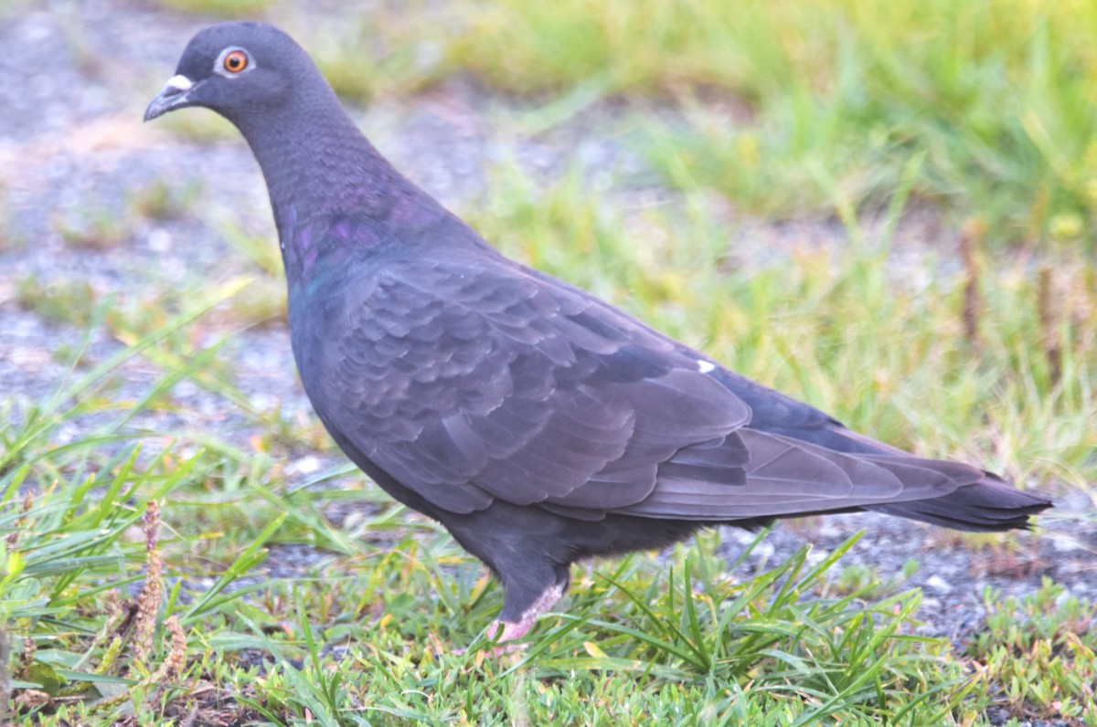 Rock Pigeon (Feral Pigeon) - ML601817831