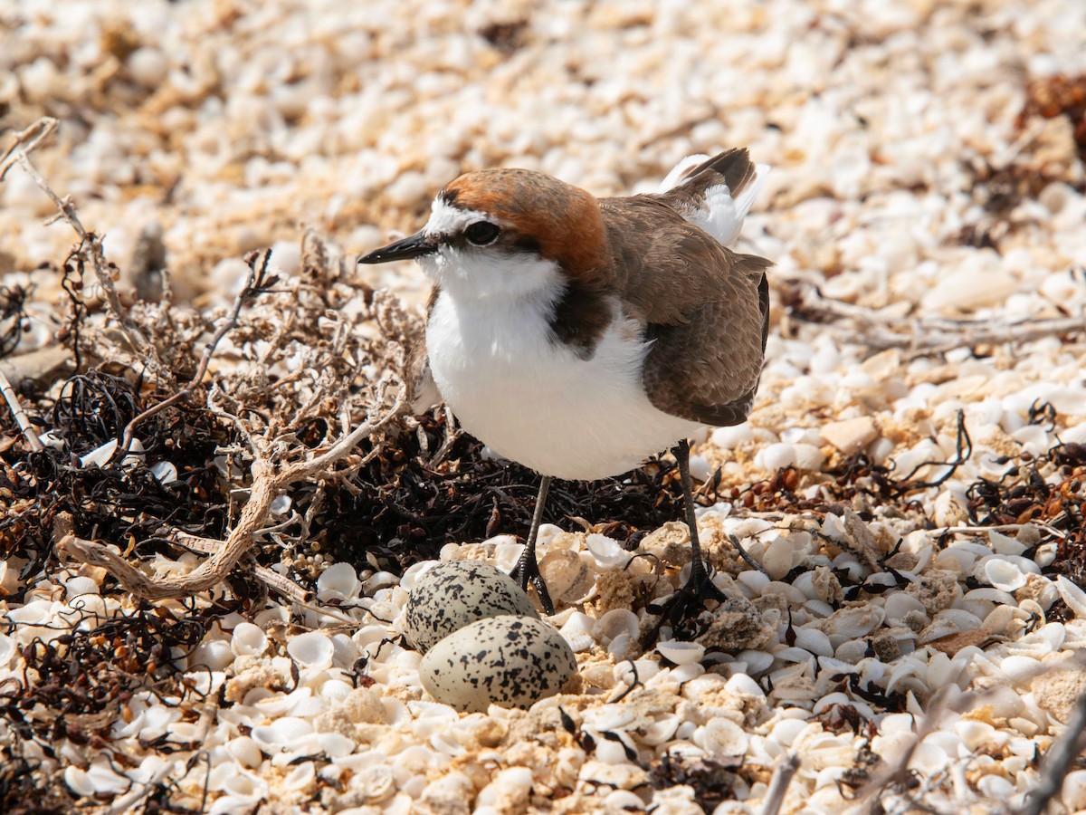 Red-capped Plover - ML601817981