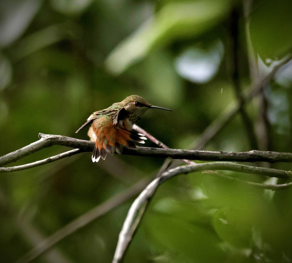 Rufous Hummingbird - ML601818101