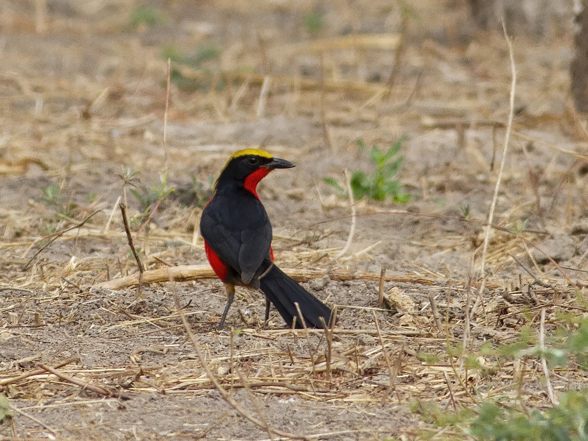 Bubú Coronigualdo - ML601818781