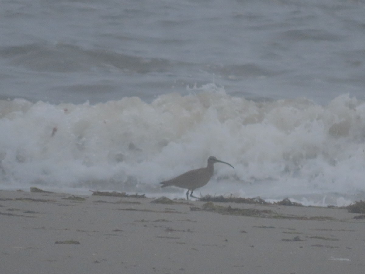 Regenbrachvogel - ML601818851