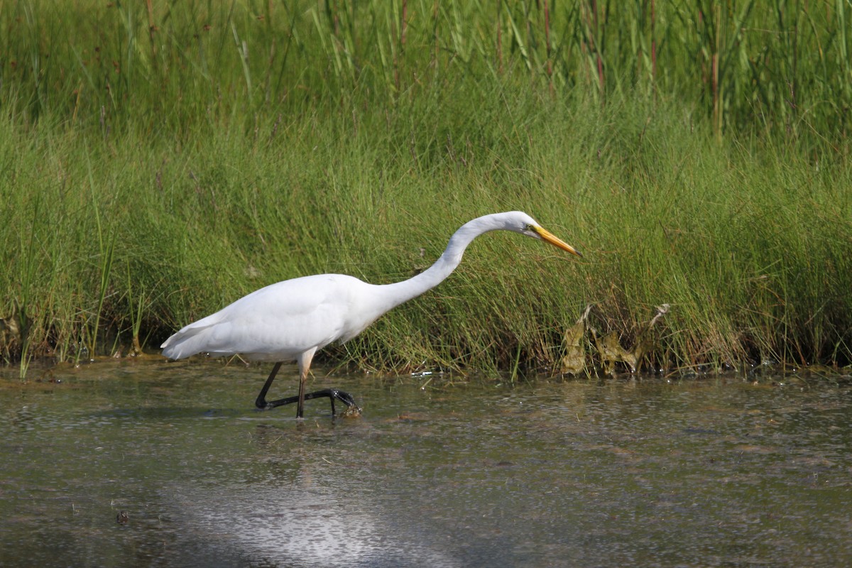 Great Egret - ML601820441