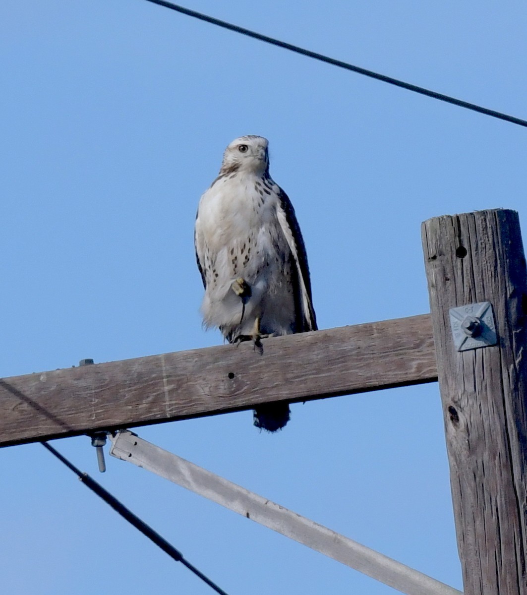 Red-tailed Hawk (Krider's) - ML601820481