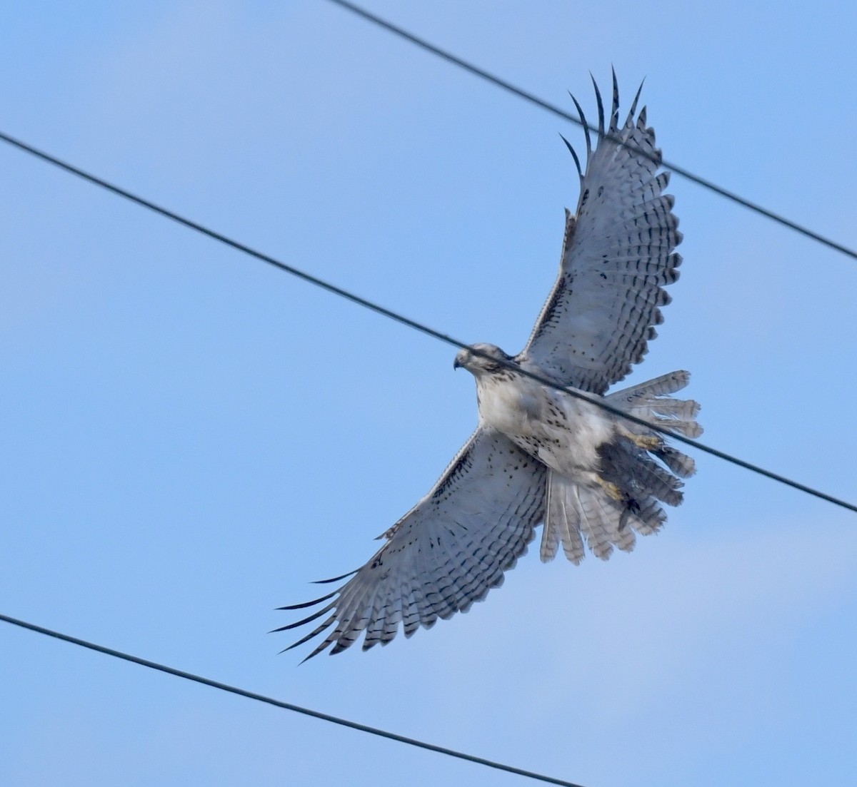 Red-tailed Hawk (Krider's) - Kristen Cart