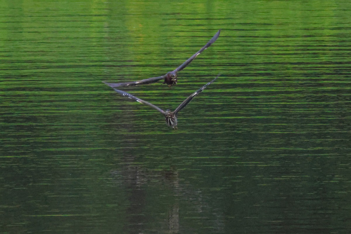 Green Heron - ML601822161